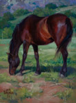 canyon pasture